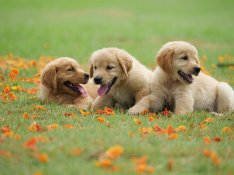Puppy Baby Animal Dog Golden Retriever 4k Ultra HD Wallpaper