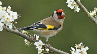 Birds Wallpaper For Desktop Full Background