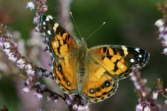 Wallpaper Butterflies Desktop
