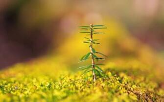 Spring Buds Wallpaper HD S