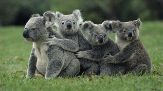Koala Wallpaper Animals Nature Bear Grass