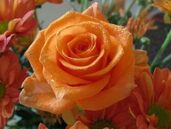 Orange Rose Macro