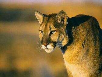Puma Wallpaper