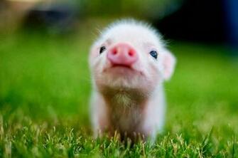 Cute Baby Animal Wallpaper Pictures To Pin