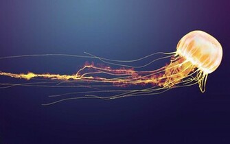 Jellyfish Wallpaper In High Quality