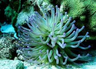 Flowers Anemone Beautiful And Amazing Flash