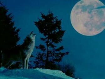 Wolf Moon Wallpaper HD In Animals Imageci