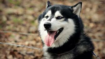 Siberian Husky Wallpaper Animal