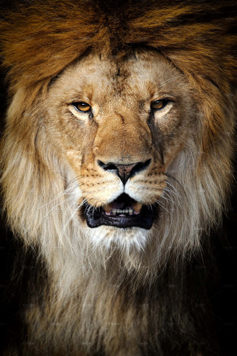 The Majestic Lion Face Wallpaper