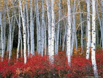 Aspen Forest Wasatch Mountains Utah Neueste Wallpaper Und Bilder