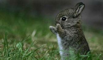 Cute Rabbit Wallpaper