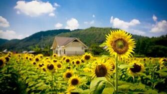 Summer Sunflowers Field IwallHD Wallpaper HD