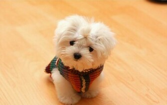 Puppy Computer Wallpaper Desktop Background Id