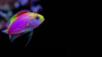 Fish Underwater Cartelthemes Wallpaper Full HD