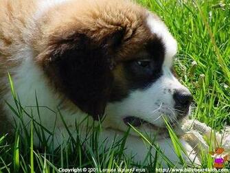 St Bernard Wallpaper