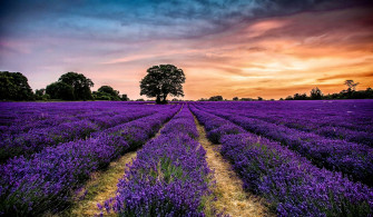 Take A Trip To One Of These Stunning English Lavender Fields Now Open Wallpaper