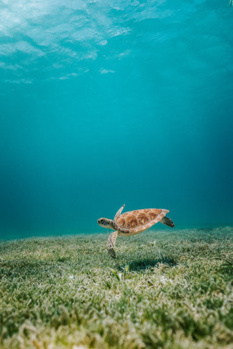 Brown Turtle In Body Of Water Photo Nature Image