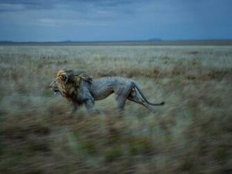 Serengeti The Picture For Beauty Of Nature And Natural Wallpaper
