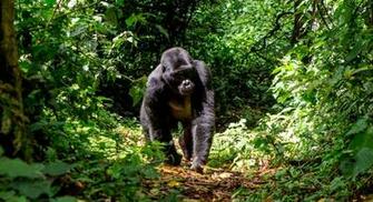 Rain Forest Habitat The Last Wallpaper
