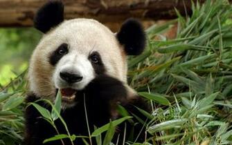 Giant Panda Wallpaper
