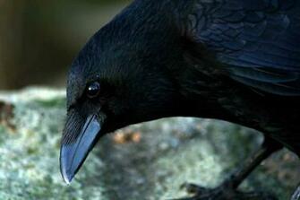 HD Wallpaper Pics Crow