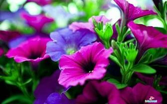 High Resolution Desktop Windows Wallpaper Pictures Flowers