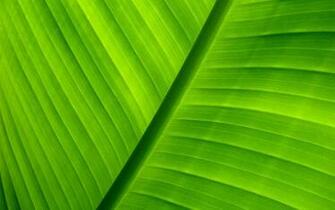 Green Background Wallpaper