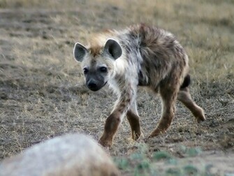 Hyena Wallpaper HD For iPhone iPad New