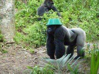 All Wallpaper Funny Gorilla HD