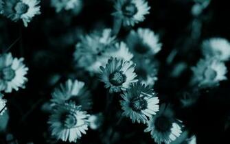 Dark Flowers Monochrome HD Wallpaper Background Fresh
