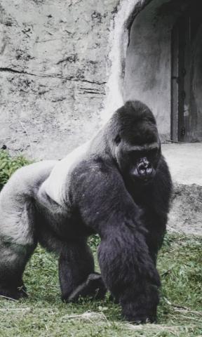 Top Gorilla Wallpaper 4k HD