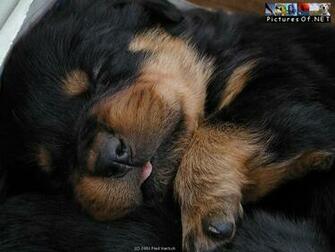 Animal Screensavers Photos Wallpaper