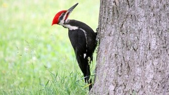 Woodpecker Bird Tree HD Widescreen Wallpaper Birds Background