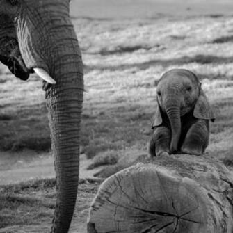 Funny Baby Elephant Sun Wallpaper Desktop Gallery