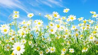 HD Wallpaper Desktop Spring