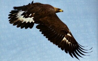 Golden Eagle Wallpaper