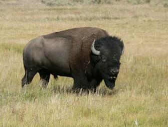 Buffalo Wallpaper HD