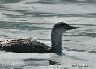 National Geographics The Common Loon Pictures