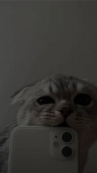 Top Cute Cat Aesthetic Wallpaper Full HD 4k To Use