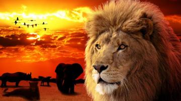 The Big Five S King By Almanimation