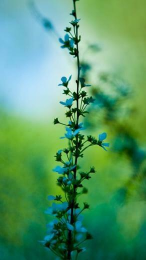 Recently Added Nature Mobile Phone Wallpaper