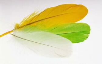 Wallpaper Feather Desktop