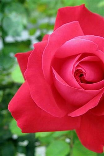 iPhone Wallpaper Roses