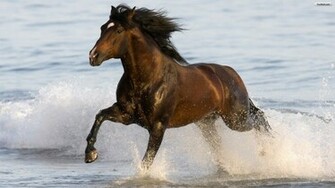 Running Horse Wallpaper