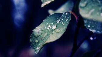 Spring Rain Wallpaper HD Background Desktop