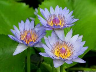 White Lilies Flowers Wallpaper
