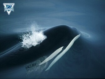 Orca Wallpaper Get Domain Pictures Getdomainvids