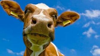 Ger Musical Beautiful Classical Music Animales Hermosos