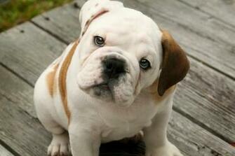 3d English Bulldog Wallpaper Desktop Dogs