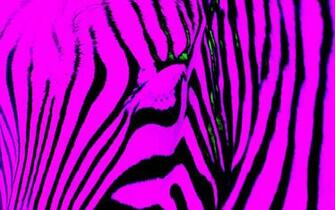 Zebra Peace Sign Background Print